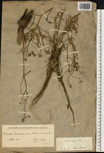 Ferula caspica M.Bieb., Eastern Europe, Lower Volga region (E9) (Russia)