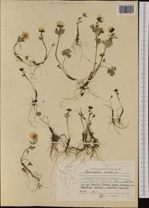 Ranunculus nivalis L., Western Europe (EUR) (Svalbard and Jan Mayen)