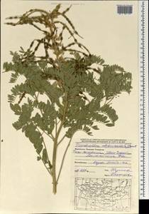 Sophora alopecuroides L., Mongolia (MONG) (Mongolia)