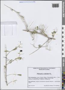 Nitraria schoberi L., Siberia, Western Siberia (S1) (Russia)