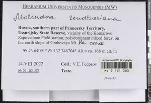 Molendoa sendtneriana (Bruch & Schimp.) Limpr., Bryophytes, Bryophytes - Russian Far East (excl. Chukotka & Kamchatka) (B20) (Russia)