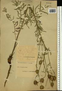 Psephellus sibiricus (L.) Wagenitz, Eastern Europe, Eastern region (E10) (Russia)