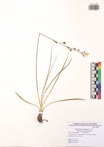 Anthericum ramosum L., Eastern Europe, Central region (E4) (Russia)