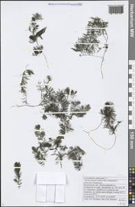 Ceratophyllum demersum L., Eastern Europe, Central forest-and-steppe region (E6) (Russia)