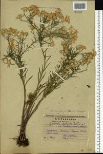 Galatella angustissima (Tausch) Novopokr., Eastern Europe, Middle Volga region (E8) (Russia)