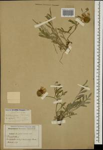 Psephellus declinatus C. Koch, Caucasus, Stavropol Krai, Karachay-Cherkessia & Kabardino-Balkaria (K1b) (Russia)