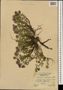 Thymus praecox subsp. caucasicus (Willd. ex Ronniger) Jalas, Caucasus, South Ossetia (K4b) (South Ossetia)