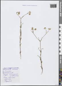 Valerianella coronata (L.) DC., Crimea (KRYM) (Russia)