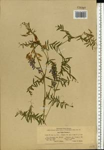 Vicia cracca L., Eastern Europe, Western region (E3) (Russia)