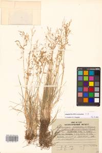 Deschampsia cespitosa (L.) P.Beauv., Siberia, Russian Far East (S6) (Russia)