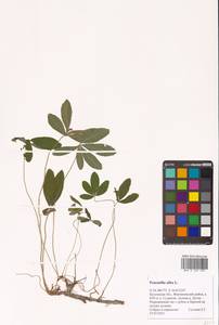 Potentilla alba L., Eastern Europe, Central region (E4) (Russia)