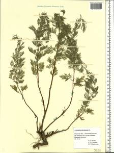 Artemisia abrotanum L., Eastern Europe, North-Western region (E2) (Russia)