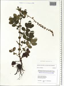 Agrimonia eupatoria L., Caucasus, Georgia (K4) (Georgia)