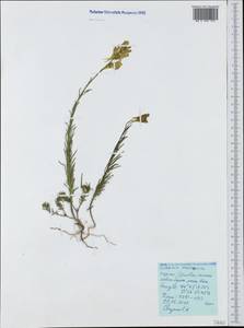 Linaria macroura (M. Bieb.) M. Bieb., Crimea (KRYM) (Russia)