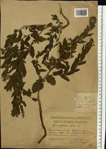 Tournefortia sibirica L., Eastern Europe, Eastern region (E10) (Russia)