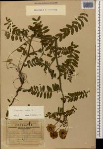 Coronilla varia L., Caucasus, Armenia (K5) (Armenia)