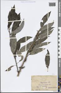 Salix, Middle Asia, Caspian Ustyurt & Northern Aralia (M8) (Kazakhstan)