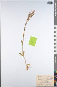 Centaurium erythraea, Eastern Europe, Central region (E4) (Russia)