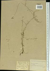 Utricularia minor L., Eastern Europe, Central forest-and-steppe region (E6) (Russia)