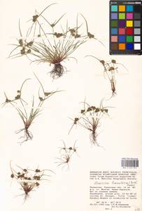 Cyperus hamulosus M.Bieb., Middle Asia, Caspian Ustyurt & Northern Aralia (M8) (Kazakhstan)