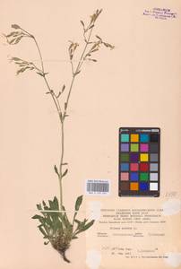 Silene nutans L., Eastern Europe, Central forest-and-steppe region (E6) (Russia)
