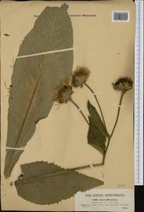 Inula helenium L., Western Europe (EUR) (Romania)