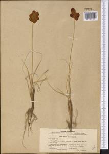 Carex physodes M.Bieb., Middle Asia, Karakum (M6) (Turkmenistan)