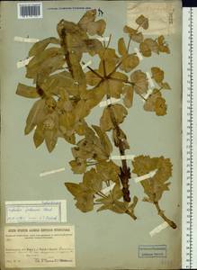 Euphorbia fischeriana Steud., Siberia, Baikal & Transbaikal region (S4) (Russia)