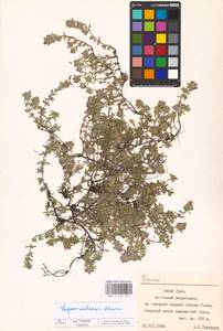 MHA 0 157 751, Thymus talijevii subsp. talijevii, Eastern Europe, Eastern region (E10) (Russia)