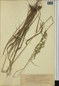 Festuca drymeja Mert. & W.D.J.Koch, Western Europe (EUR) (Romania)