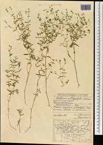 Mesostemma amblyosepalum (Schrenk) Chepinoga, Mongolia (MONG) (Mongolia)