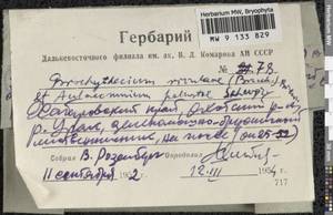 Brachythecium rivulare Schimp., Bryophytes, Bryophytes - Russian Far East (excl. Chukotka & Kamchatka) (B20) (Russia)