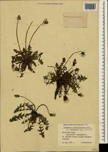 Taraxacum erythrospermum Andrz. ex Besser, Crimea (KRYM) (Russia)