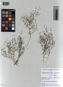 KUZ 004 079, Psammophiliella muralis (L.) lkonn., Siberia, Altai & Sayany Mountains (S2) (Russia)