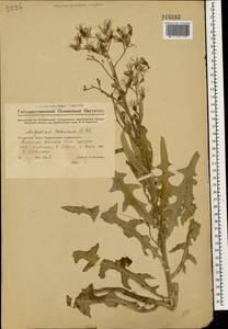 Lactuca tatarica (L.) C. A. Mey., Eastern Europe, Eastern region (E10) (Russia)