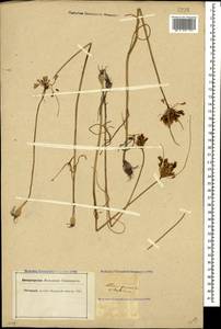 Allium paniculatum L., Caucasus, Krasnodar Krai & Adygea (K1a) (Russia)