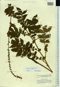 Agrimonia eupatoria L., Eastern Europe, South Ukrainian region (E12) (Ukraine)
