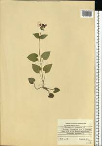 Lunaria annua L., Eastern Europe, Moscow region (E4a) (Russia)