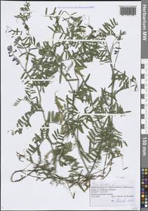 Vicia cracca L., Eastern Europe, Volga-Kama region (E7) (Russia)