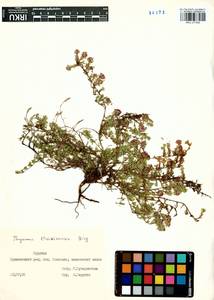 Thymus eravinensis Serg., Siberia, Baikal & Transbaikal region (S4) (Russia)