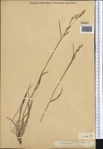 Piptatherum songaricum (Trin. & Rupr.) Roshev., Middle Asia, Muyunkumy, Balkhash & Betpak-Dala (M9) (Kazakhstan)