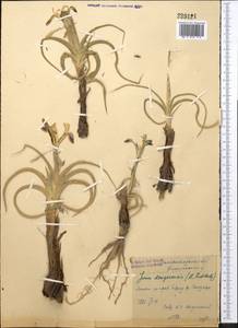 Iris narbutii O.Fedtsch., Middle Asia, Pamir & Pamiro-Alai (M2) (Uzbekistan)