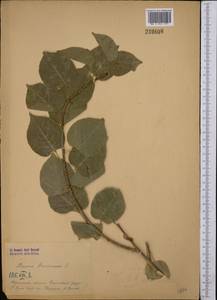Prunus armeniaca L., Middle Asia, Syr-Darian deserts & Kyzylkum (M7) (Kyrgyzstan)