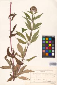 Eupatorium cannabinum L., Eastern Europe, Moscow region (E4a) (Russia)