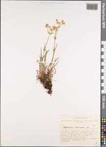 Bupleurum multinerve DC., Siberia, Altai & Sayany Mountains (S2) (Russia)