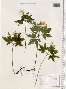 Anemone nemorosa L., Eastern Europe, North-Western region (E2) (Russia)