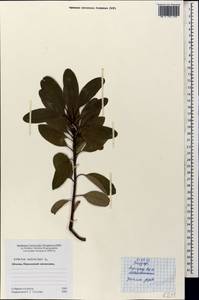Arbutus andrachne L., Caucasus, Abkhazia (K4a) (Abkhazia)