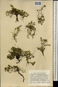 Thymus mongolicus (Ronniger) Ronniger, Mongolia (MONG) (Mongolia)