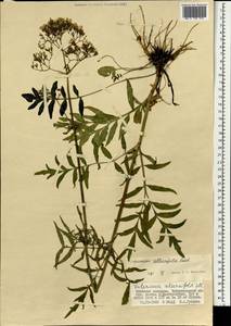 Valeriana officinalis L., Mongolia (MONG) (Mongolia)