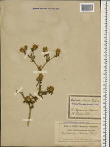 Centaurea iberica Trevis. ex Spreng., Caucasus, Georgia (K4) (Georgia)